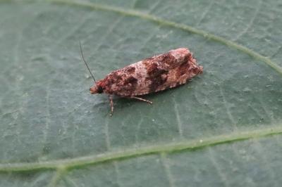 <i>Celypha cespitana</i>