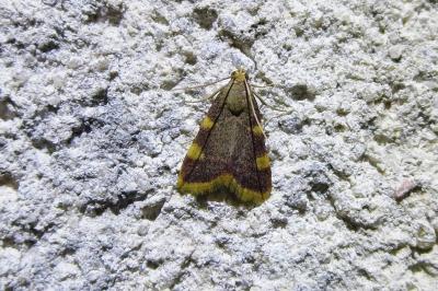 <i>Hypsopygia costalis</i>