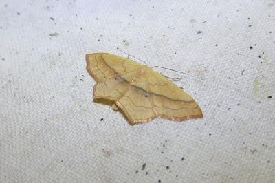 <i>Scopula imitaria</i>