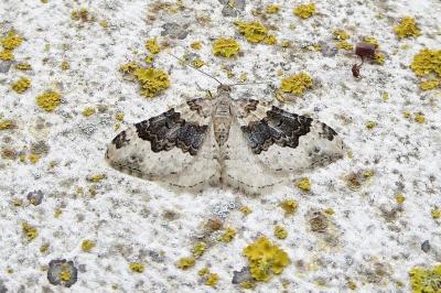 <i>Epirrhoe galiata</i>