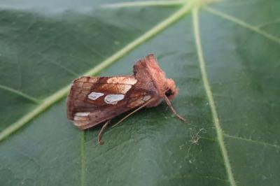 <i>Plusia festucae</i>