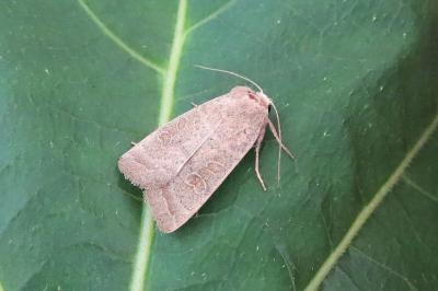 <i>Hoplodrina ambigua</i>