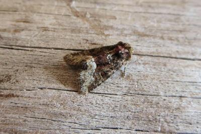 <i>Oligia strigilis</i>
