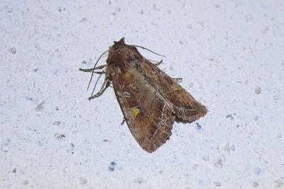 <i>Lacanobia oleracea</i>