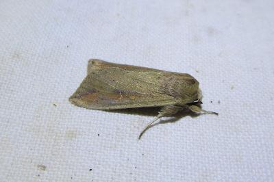 <i>Mythimna unipuncta</i>