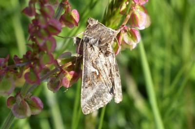 <i>Autographa gamma</i>
