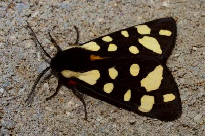 <i>Arctia villica</i>