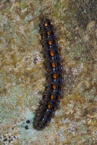 <i>Manulea complana</i>