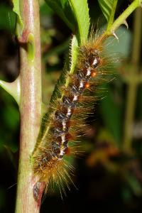 <i>Euproctis chrysorrhoea</i>