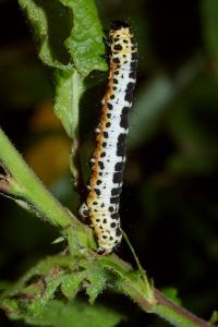<i>Abraxas grossulariata</i>