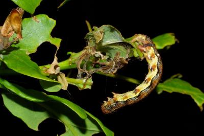 <i>Erannis defoliaria</i>