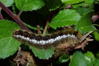 Trichiura crataegi