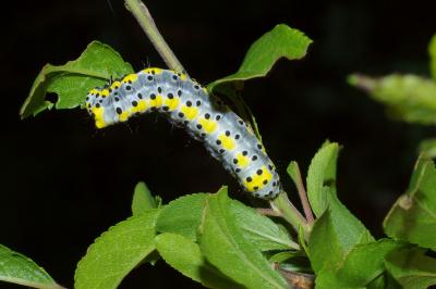 <i>Diloba caeruleocephala</i>