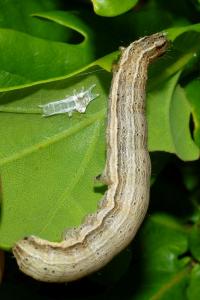 <i>Noctua interjecta</i>