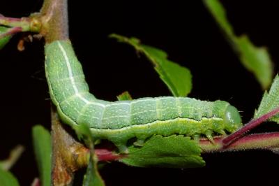 <i>Orthosia incerta</i>
