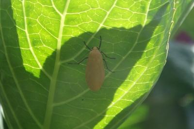 <i>Wittia sororcula</i>