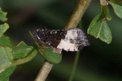 <i>Hedya pruniana</i>