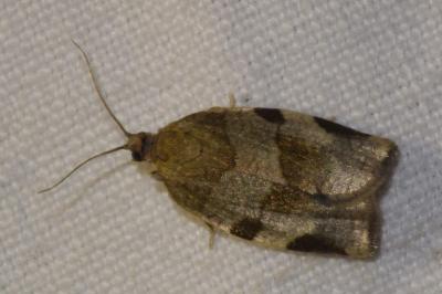 <i>Choristoneura hebenstreitella</i>