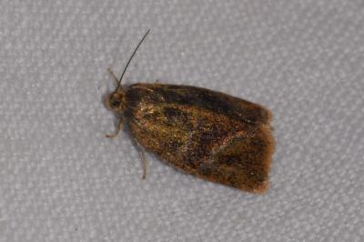 <i>Ptycholoma lecheana</i>