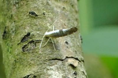 <i>Argyresthia spinosella</i>