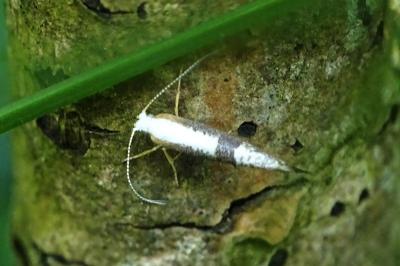 <i>Argyresthia spinosella</i>
