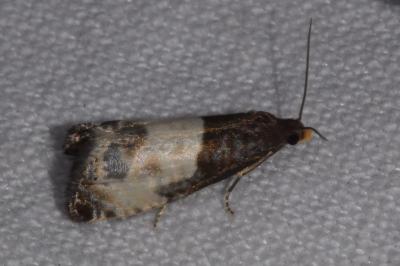 <i>Notocelia cynosbatella</i>