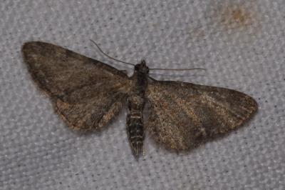 <i>Eupithecia vulgata</i>