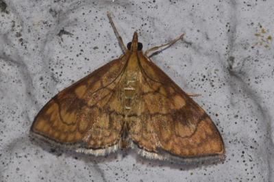 <i>Anania verbascalis</i>