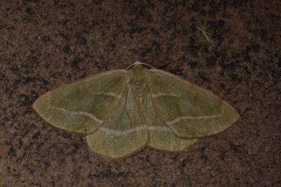 <i>Hylaea fasciaria</i>