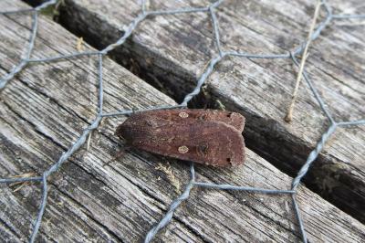 <i>Noctua pronuba</i>