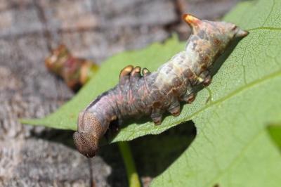 Notodonta tritophus