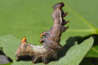 <i>Notodonta tritophus</i>