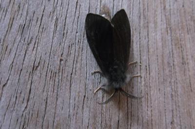 <i>Canephora hirsuta</i>