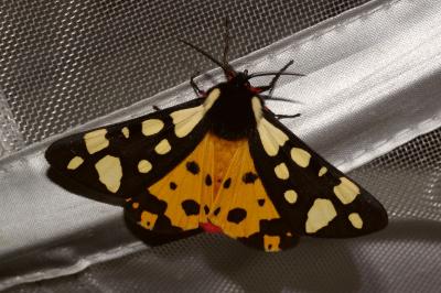 <i>Arctia villica</i>