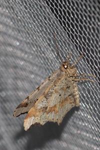 <i>Macaria alternata</i>