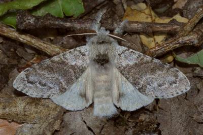 <i>Calliteara pudibunda</i>