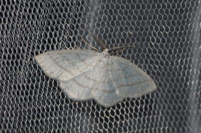 <i>Cabera pusaria</i>