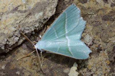 <i>Campaea margaritaria</i>