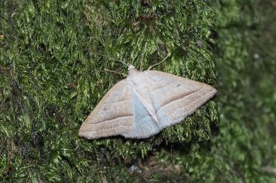 <i>Petrophora chlorosata</i>