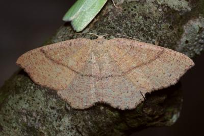 <i>Cyclophora ruficiliaria</i>