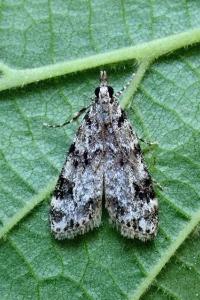 <i>Eudonia delunella</i>
