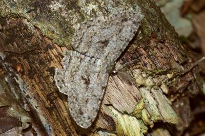 <i>Hypomecis roboraria</i>