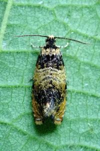 <i>Celypha aurofasciana</i>