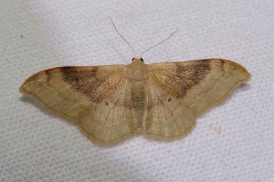 <i>Idaea degeneraria</i>