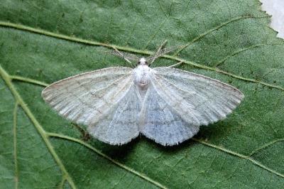 <i>Cabera pusaria</i>