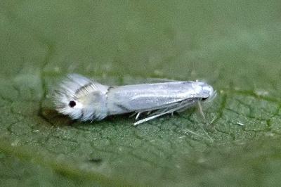 <i>Phyllocnistis</i>