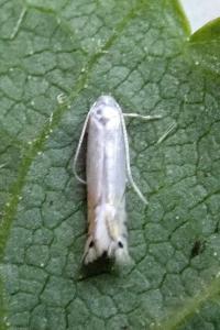 <i>Phyllocnistis</i>