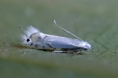 <i>Phyllocnistis</i>
