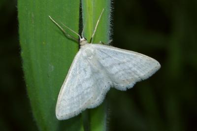 <i>Idaea subsericeata</i>