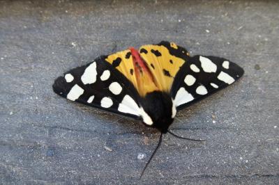 <i>Arctia villica</i>